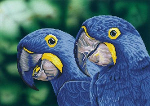 Blue Hyacinth Macaws