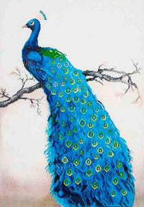 Blue Peacock