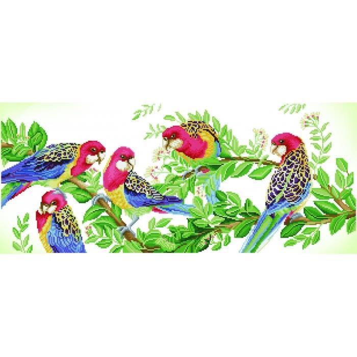 Eastern Rosella Gathering