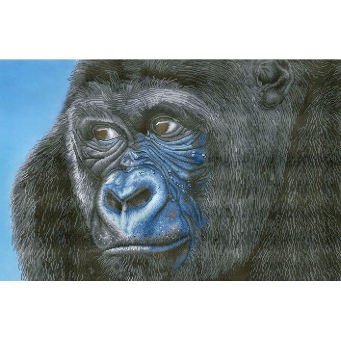 Kibali Western Lowland Gorilla