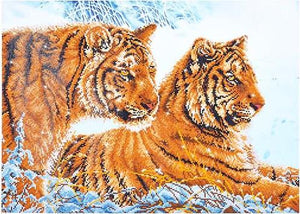 Tigers in the Snow