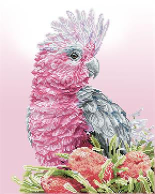 PINK GALAH AND BANKSIA