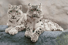 Load image into Gallery viewer, SNOW LEOPARDS
