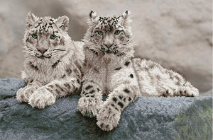 SNOW LEOPARDS