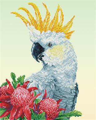 WHITE COCKATOO AND WARATAHS